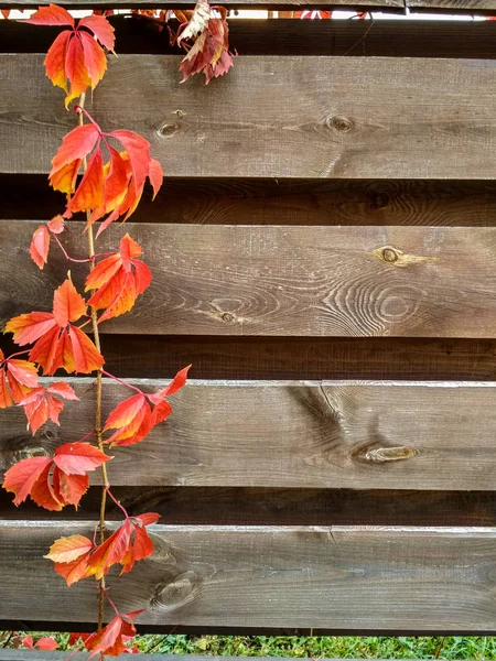 Folhas coloridas brilhantes de hera de uvas selvagens no fundo de madeira. Fundo de outono — Fotografia de Stock