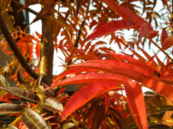 Rowan rouge part en automne. feuilles de rowan rouge coloré dans un beau jardin — Photo