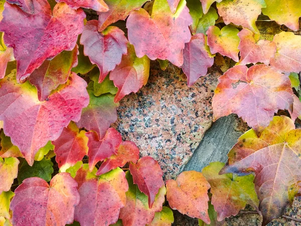 Höst natur bakgrund med röda löv på väggen med stenar, kopiera utrymme. bakgrund med murgröna löv. — Stockfoto