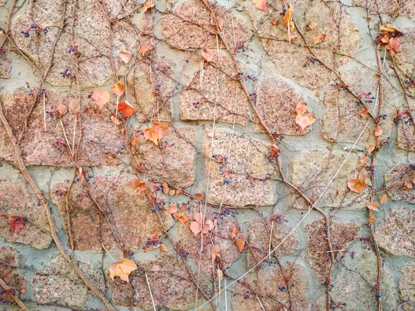 石と壁に赤い葉と秋の自然の背景、コピースペース。ツタの葉を持つ背景. — ストック写真