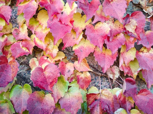 Podzimní přírodní pozadí s červenými listy na zdi s kameny, kopírovací prostor. pozadí s břečťanem. — Stock fotografie