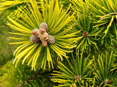 İlkbaharda genç çam tomurcukları. Pinus mugo, cüce dağ çamı, mugo çamı. Pinus mugo kış altın