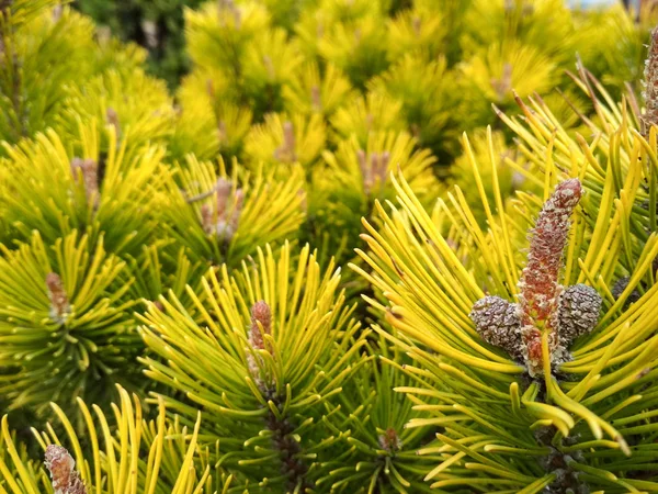 Pinheiros jovens na primavera. Pinus mugo, pinheiro de montanha anão, pinheiro de mugo. Pinus mugo inverno ouro — Fotografia de Stock
