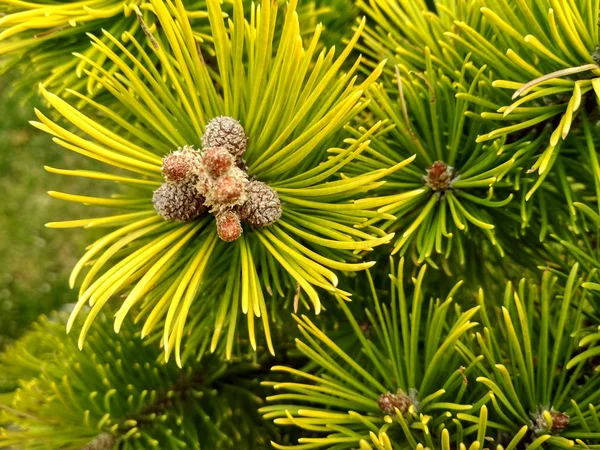 İlkbaharda genç çam tomurcukları. Pinus mugo, cüce dağ çamı, mugo çamı. Pinus mugo kış altın
