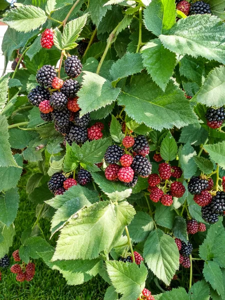 Berry arka plan. Olgun böğürtlen kapatın. Seçici odak ile çalı olgun ve olgunlaşmamış böğürtlen.