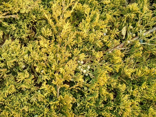 Juniperus horizontal talis "Golden Carpet" Creeping Juniper. Juniper tree branch texture needle background — 图库照片
