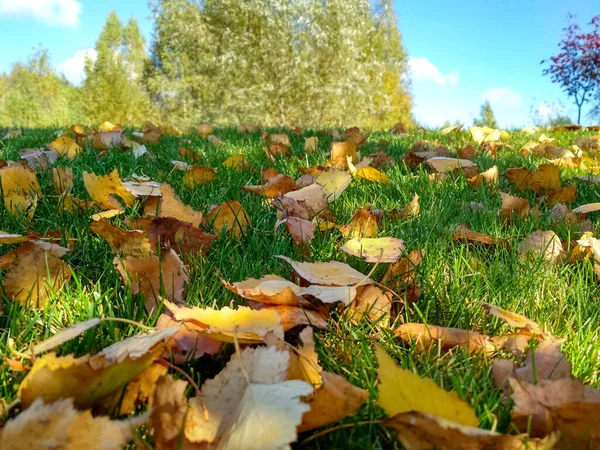 Herbstgelbe Blätter Auf Grünem Gras Makro Nahaufnahme — Stockfoto
