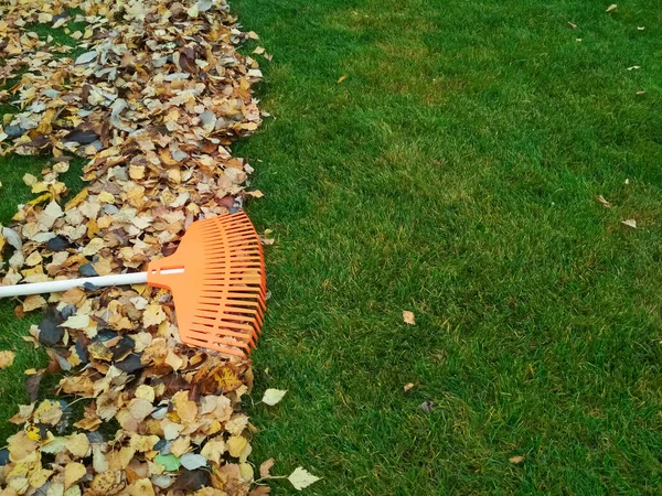 Pile of fall leaves with fan rake on lawn — Stock Photo, Image