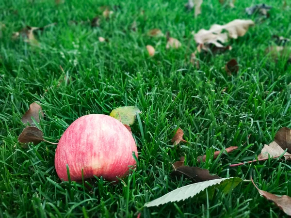 Roter Apfel auf Gras im Garten. Rasenunschärfe mit weichem Licht für Hintergrund. — Stockfoto