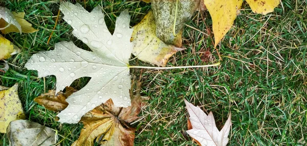 Gota de agua en la hoja de otoño. Gotas de lluvia en la mañana brillan bajo el sol. —  Fotos de Stock