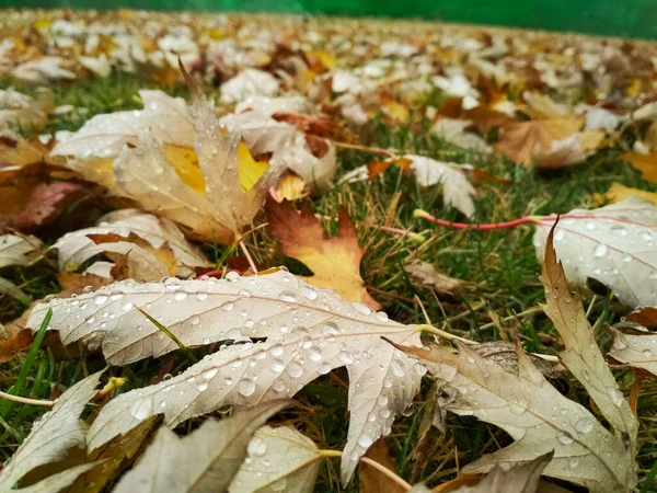 Gota de agua en la hoja de otoño. Gotas de lluvia en la mañana brillan bajo el sol. — Foto de Stock