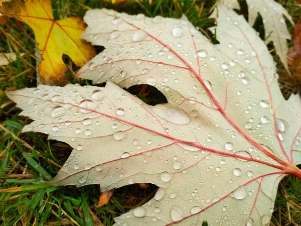 Gota de agua en la hoja de otoño. Gotas de lluvia en la mañana brillan bajo el sol. —  Fotos de Stock