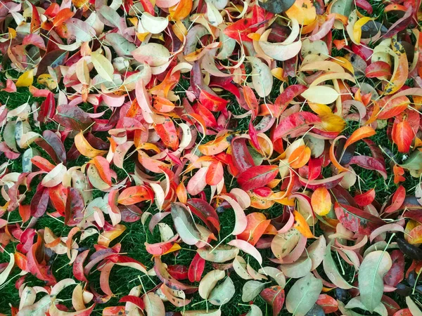秋天的背景秋天五彩斑斓树叶的背景. — 图库照片