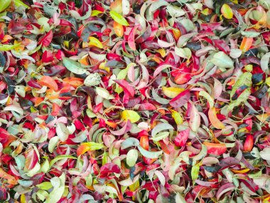 Sonbahar arkaplanı. Sonbahar yapraklarının arka planı.