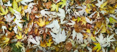 Sonbahar yaprağına su damlası. Sabahları yağmur damlaları güneşte parlıyor..