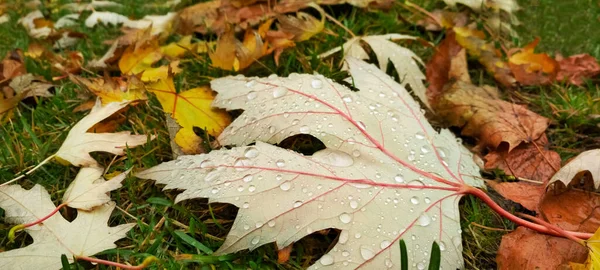 Gota de agua en la hoja de otoño. Gotas de lluvia en la mañana brillan bajo el sol. — Foto de Stock