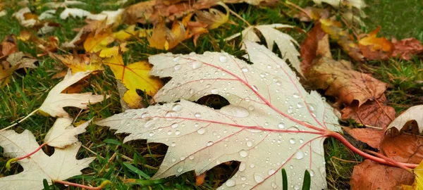 Goccia d'acqua sulla foglia autunnale. Gocce di pioggia al mattino bagliore al sole. — Foto Stock