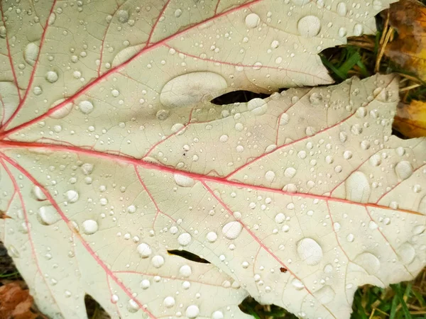 Krople wody na jesiennym liściu. Krople deszczu w porannym blasku słońca. — Zdjęcie stockowe