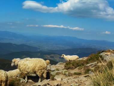 Dağlarda koyun sürüsü. Karpatların yeri, Ukrayna
