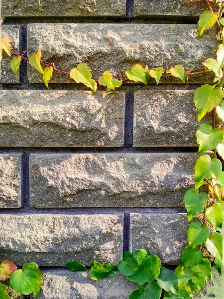 벽돌 벽에 붙어 있는 아름다운 산포도 잎. — 스톡 사진