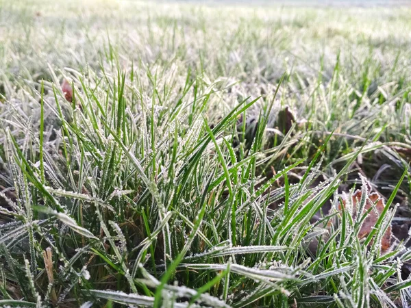 Cerca de la hierba verde joven. Mañana helada en el césped.. Desenfoque del césped con luz suave para el fondo. — Foto de Stock