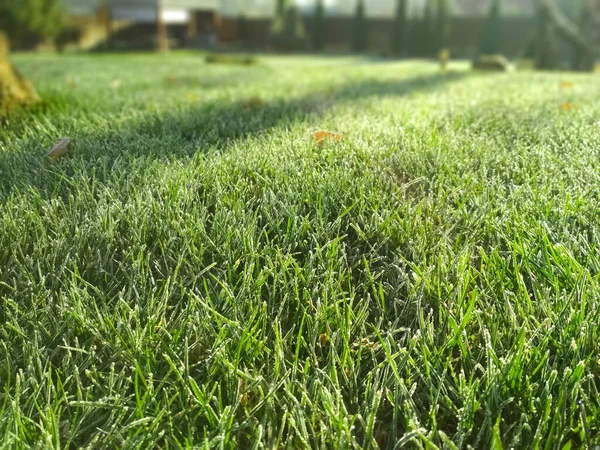 Närbild ung grönt gräs. Morgon frost på gräsmattan.. Gräsmatta oskärpa med mjukt ljus för bakgrund. — Stockfoto
