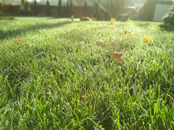 Junges grünes Gras aus nächster Nähe. Morgenfrost auf dem Rasen. Rasenunschärfe mit weichem Licht für Hintergrund. — Stockfoto