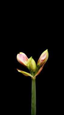 Siyah arka planda çiçek açan Amaryllis 'in zaman aralığı. Hippeastrum çiçeklerinin bahar zamanı.