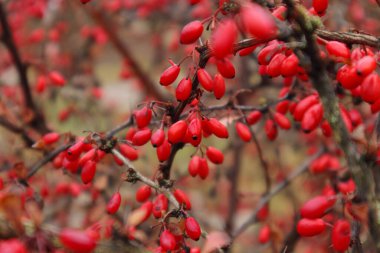 Parlak kırmızı böğürtlen kümeleriyle böğürtlen dallarına yakın çekim. Dikenli dallarda mevsimsel meyvelerle sonbahar doğası arka planı, seçici odaklanma