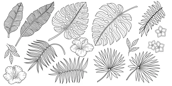 Kleurplaten Set Van Verschillende Tropische Planten Uit Bananen Bladeren Palmbomen — Stockvector