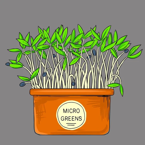 Vector Microgreens Groeien Een Pot Gezond Biologisch Gezond Voedsel Zaden — Stockvector