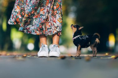 Küçük köpek yavrusu ile sonbahar parkta yürüyüş genç kadın. Açık hava yaşam tarzı oldukça erkek ve küçük köpeği gülümseyen portresi.