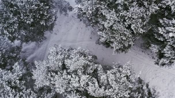 冬の森の上: 空中飛行。松は雪で覆われています。トップ回転ビュー. — ストック動画