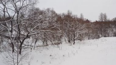 Muhteşem kış manzara frost Woods, karlı tepeleri. Beyaz Kış günü sisli ormanından Ladin ağaç dalları tarafından kadar hava sinek.