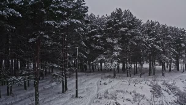 霜の森、雪に覆われた丘の素晴らしい冬の風景。白い冬の日に霧の森から小ぎれいなな木の枝を空中に飛ぶ. — ストック動画