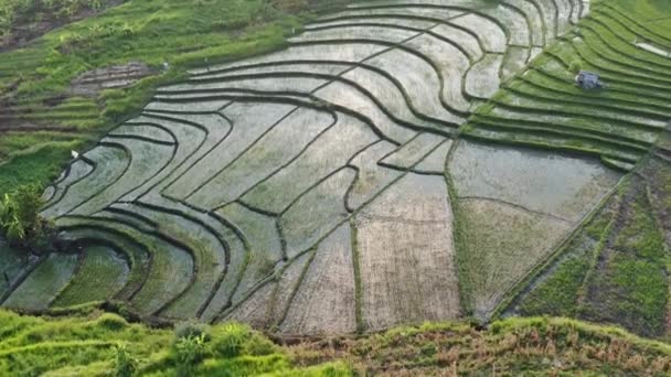 Terrasse de riz vert et terres agricoles avec cultures. terres agricoles avec rizières cultures agricoles dans la campagne Indonésie, Bali, vue aérienne 
