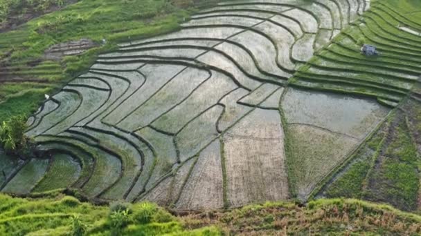 Terraza de arroz verde y tierras agrícolas con cultivos. tierras de cultivo con campos de arroz cultivos agrícolas en el campo Indonesia, Bali, vista aérea — Vídeos de Stock