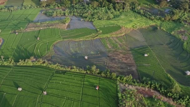 Terraço de arroz verde e terras agrícolas com culturas. terras agrícolas com campos de arroz culturas agrícolas no campo Indonésia, Bali, vista aérea — Vídeo de Stock