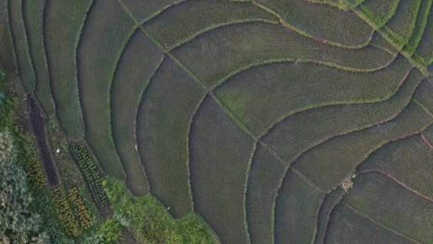 Terraço de arroz verde e terras agrícolas com culturas. terras agrícolas com campos de arroz culturas agrícolas no campo Indonésia, Bali, vista aérea — Vídeo de Stock