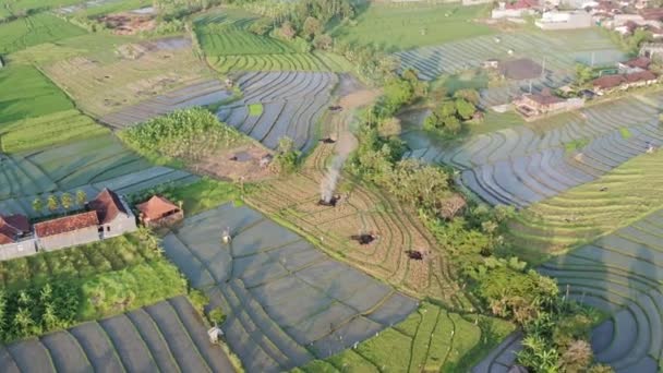 Grönt ris terrass och jordbruksmark med grödor. jordbruksmark med ris fält jordbruksproduktionen i landsbygden Indonesien, Bali, Flygfoto — Stockvideo