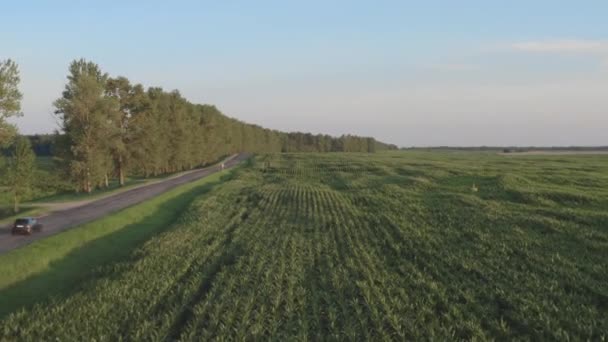 Camino recto en el lado de la agricultura. Vista aérea del automóvil gris conduciendo por carretera rural . — Vídeo de stock