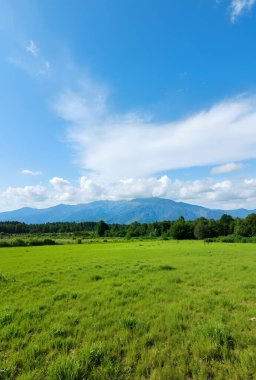 yeşil tarla ve mavi gökyüzü