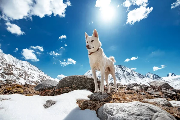 Witte Siberische husky of eskimo hond in de bergen — Stockfoto