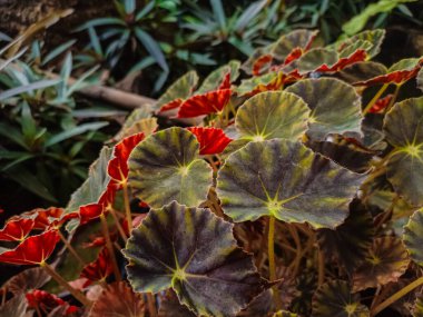 Begoniaceae familyasının daimi çiçekli bitkileri. Melez begonya kaplan pençesi ya da yeşil ve kırmızı yapraklı kirpik ya da saksı bitkisi..