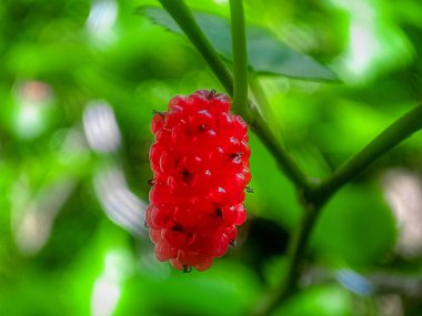 Dut ağacında siyah dut.