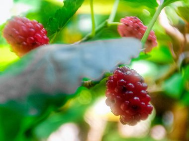 Dut ağacında siyah dut.