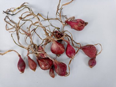 Beyaz bir arka planda soğancık soğan