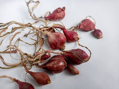 Beyaz bir arka planda soğancık soğan