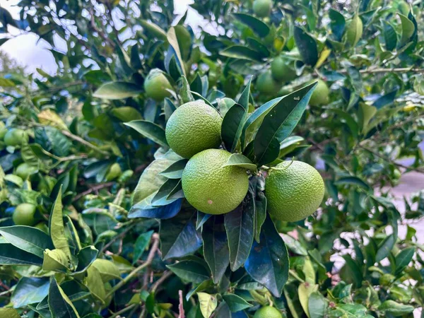 Ağaçta limonlar, ağaçta limon meyveleri, yakın plan. Yüksek kalite fotoğraf