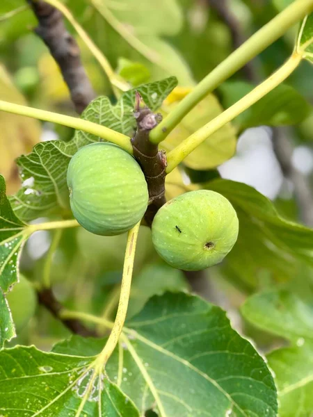 Ağaçta yeşil incir, yeşil yapraklı incir ağacı, yakın plan. Yüksek kalite fotoğraf